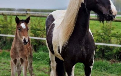 Much-loved Calvert Stables pony Queenie gives birth to beautiful bay filly foal