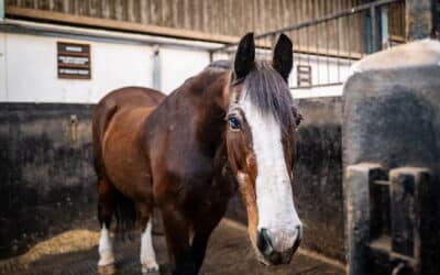 Calvert Stables says ‘Goodbye’ to faithful friend, Haggis