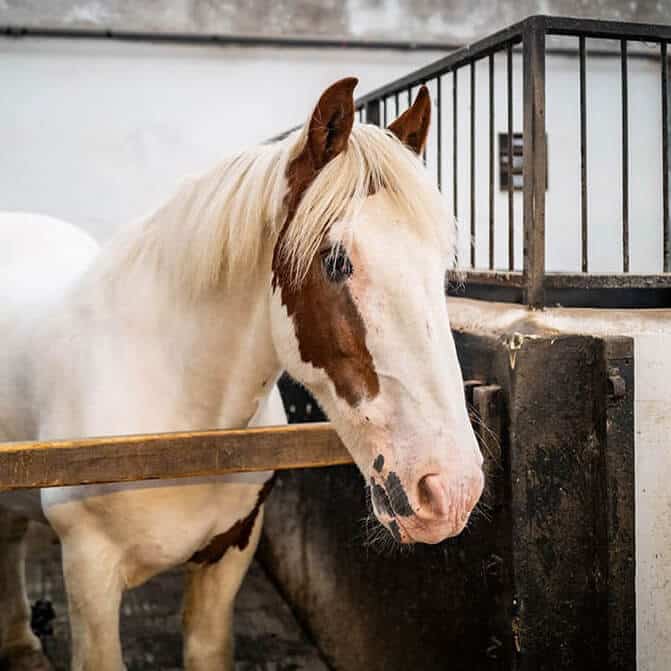 Sponsor a Pony – Fudge