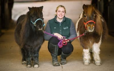 Horse Lovers invited to sponsor a Calvert Stables pony – online