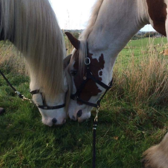 Two ponies grazing with heads touching