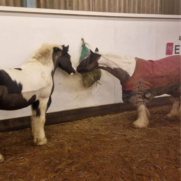 Two horses touching noses in an indoor arena