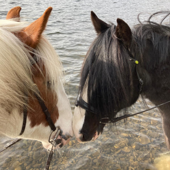Two horses heads, noses touching, beside a lake