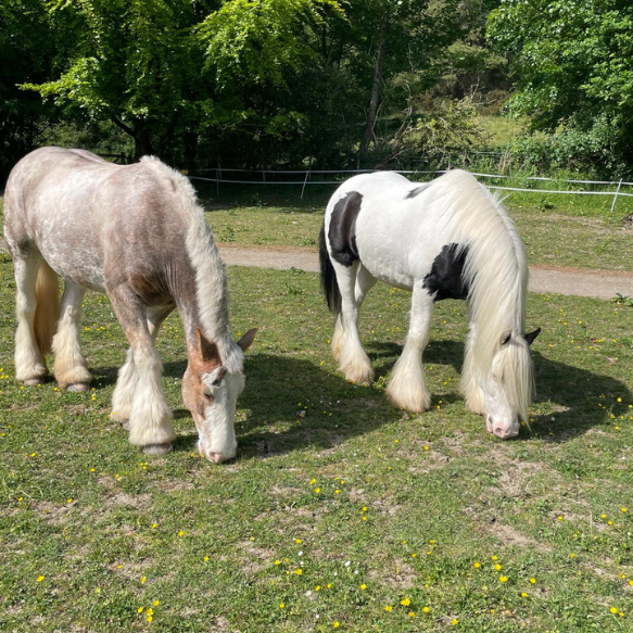 Two ponies grazing in a green field