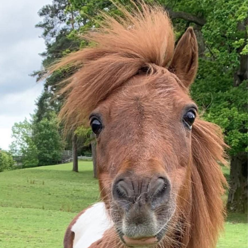 Headshot of Tess the miniature Shetland pony - chestnut with white patch on her back