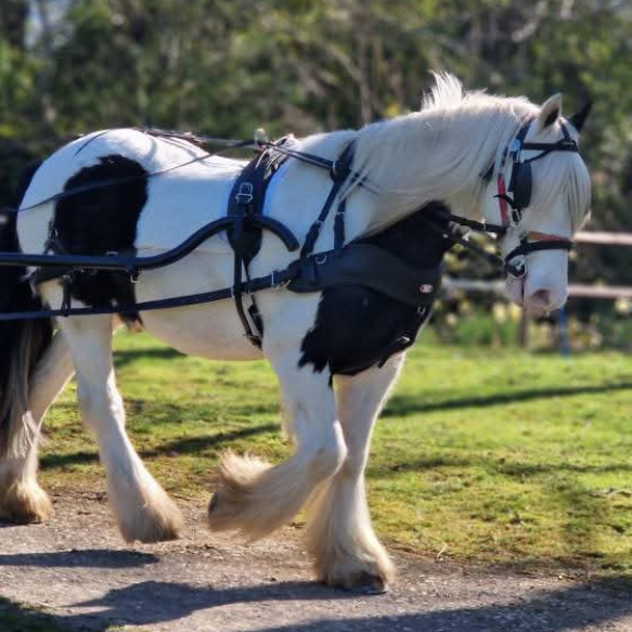 Black and white horse driving a carriage