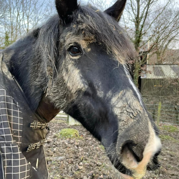 Muddy pony in a field