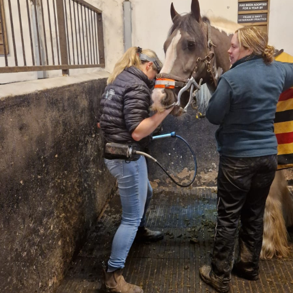 Pony having a check up with the vet