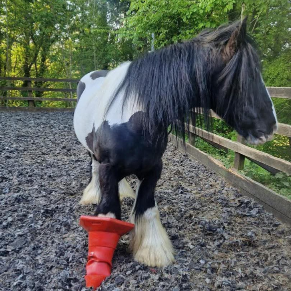 Black and white pony in a muddy field with a red cone stuck on his foot