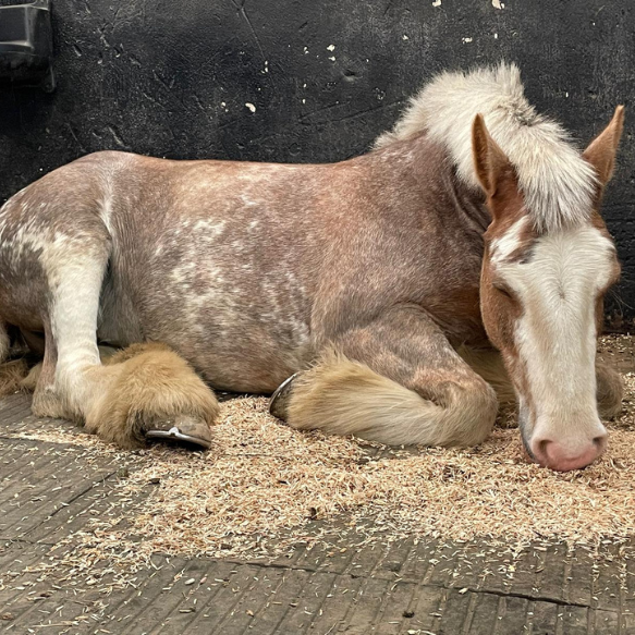 Brown and white pony curled up sleeping in a stall
