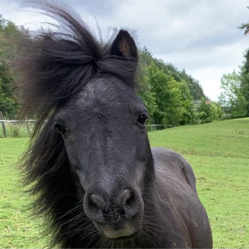 Headshot of drummer, mane blowing in the wind - pure black