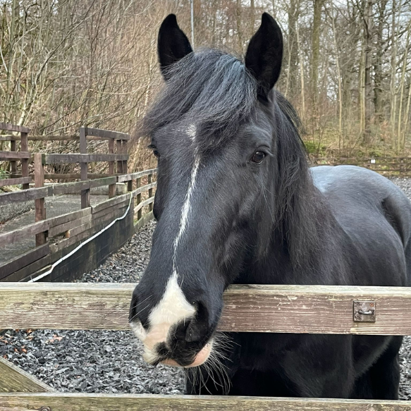 Black pony with white markings leaning on a railing