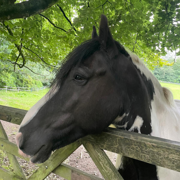 Black and white pony resting its head on a wooden gate with trees above and behind