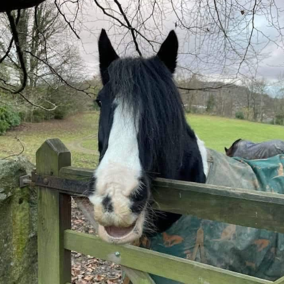 Black and white pony in a field leaning over a gate