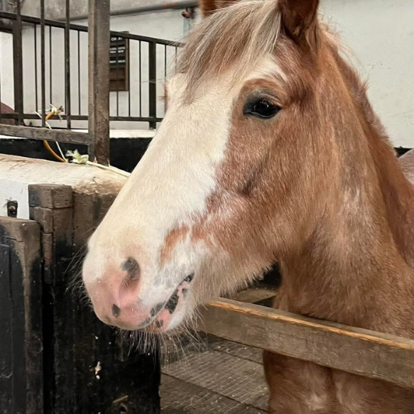 Headshot of brown and white pony leaning over stable bar
