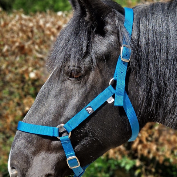 Headshot of black horse with blue head collar