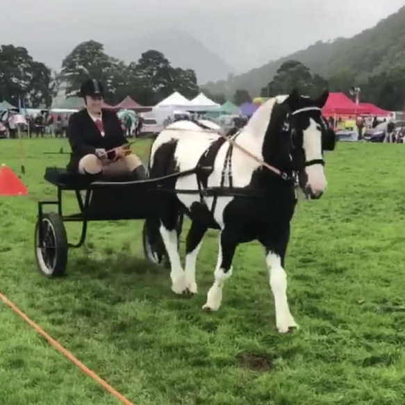 Black and white pony driving a carriage