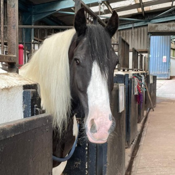 Black and white pony in a stables stall