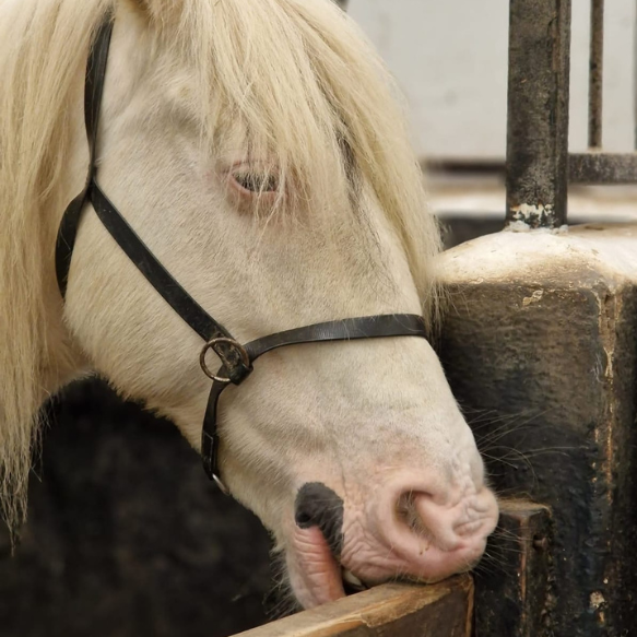 Headshot of pale coloured horse sleeping on the stall bar