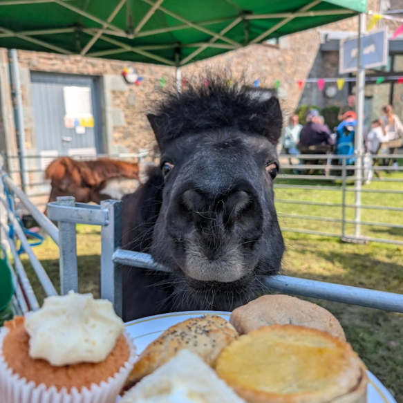 Headshot of a black miniature Shetland pony trying to eat cakes across a barrier