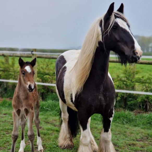 Front shot of black and white pony with her foal beside her