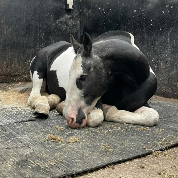 Black and white pony curled up sleeping