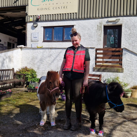 Woman in pink hi vis vest in between two miniature Shetland ponies