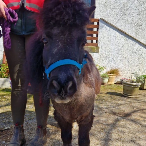 Close up of Drummer the miniature Shetland wearing a blue head collar