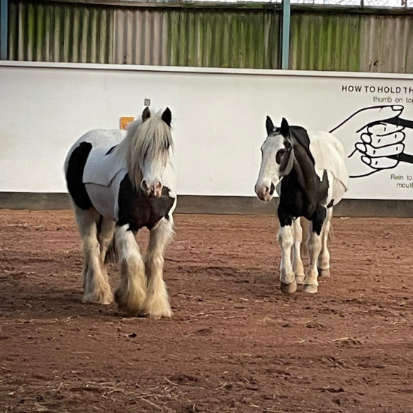 Two ponies front view in a riding arena