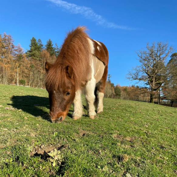 Miniature Shetland eating grass in a field