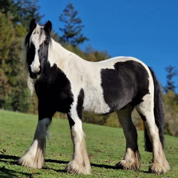 Full side shot of black and white pony in a green field with blue sky behind