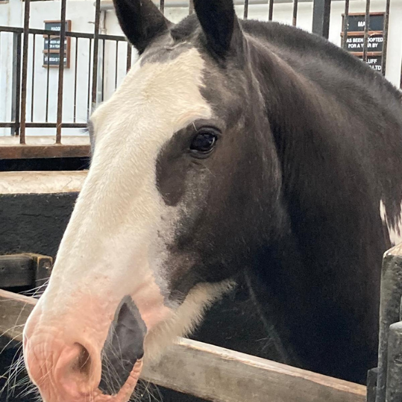 Headshot of black and white pony in its stall