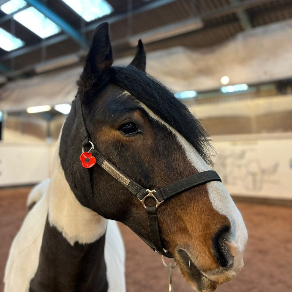 Head shot of a black, brown and white pony with remembrance poppy on their head collar