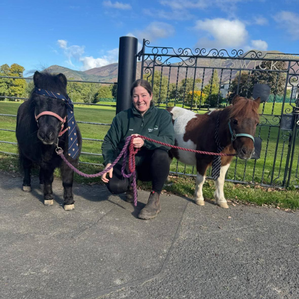 Two miniature Shetland ponies either side of a stables hand crouching down holding their leads