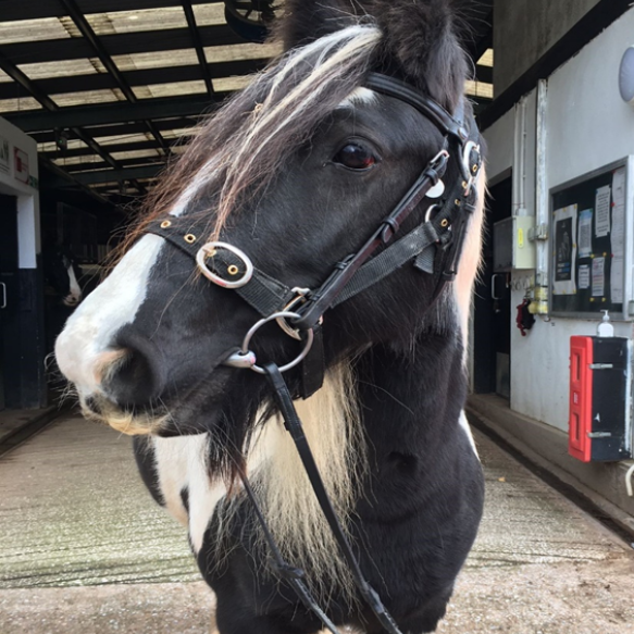 Front shot of black and white pony with a black bridle looking to the left