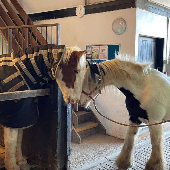 Two ponies nuzzling over the stall bar