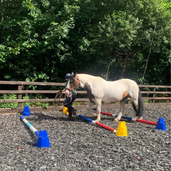 Pony being being lead over colourful raised trotting poles