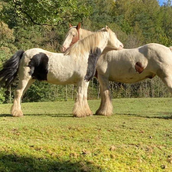 Two horses in a field cuddling necks