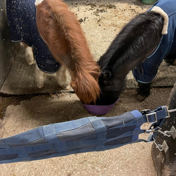 Two miniature Shetland ponies with their head in a bucket of feed