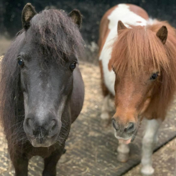 Front shot of Tess (right) and Drummer (left), miniature Shetland ponies