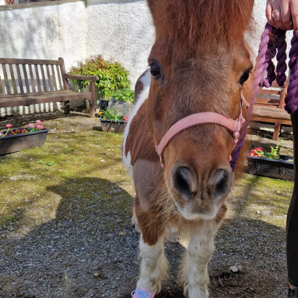 Frontal photo of Tess the miniature Shetland with a pink head collar on