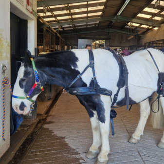 Black and white pony wearing a carriage driving harness. Waiting in the stables for his driver.