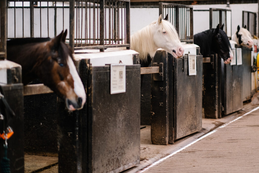 Horses heads overlooking bar in stables stalls at Calvert Stables