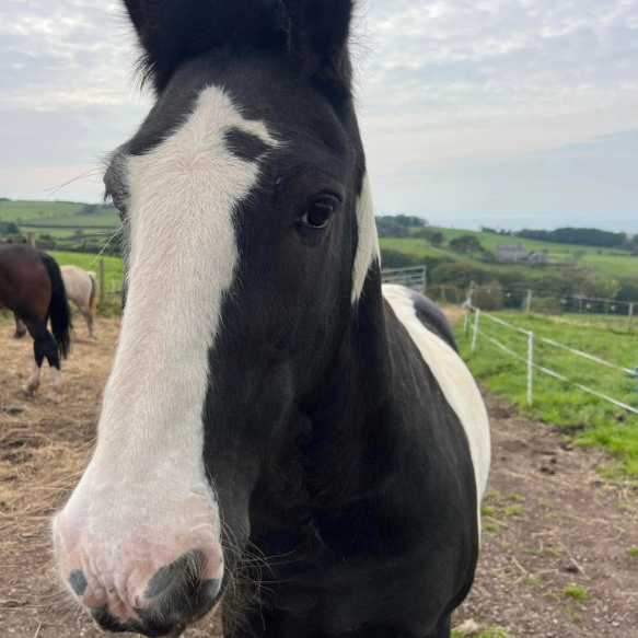 Headshot of a black and white horse from the front with paddock behind
