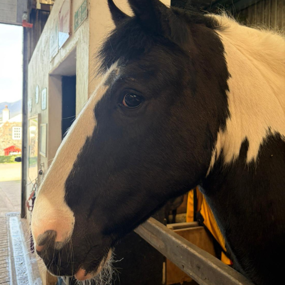 Headshot of a black and white horse in a stables stall