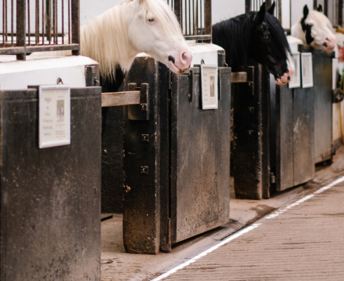 Image of two ponies in stalls poking their heads over the bars