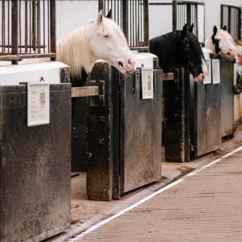 Image of two ponies in stalls poking their heads over the bars